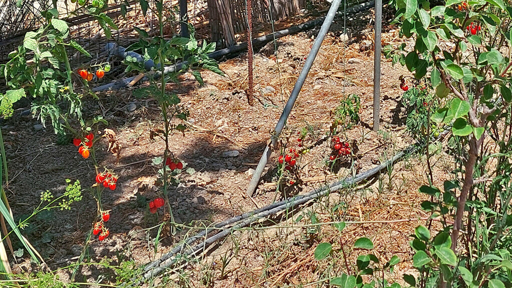 villa elia cherry tomatoes