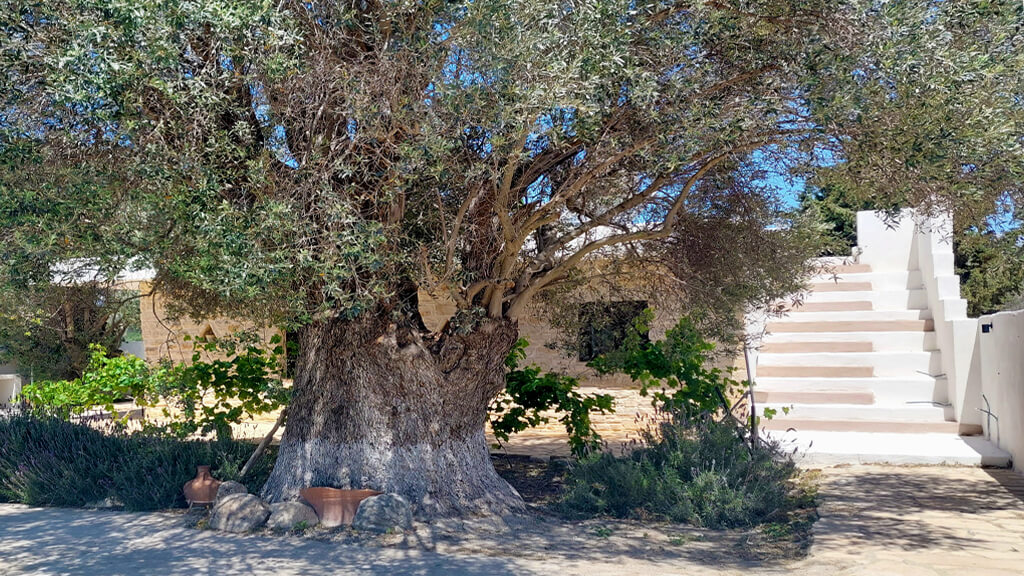 villa elia olivetree